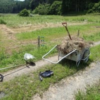 トマト初収穫　食べると体が喜ぶ(2025/6/20)