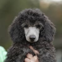 medium poodle pups / ミディアムプードル子犬