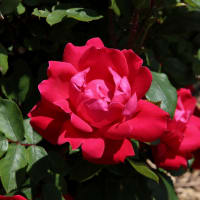薔薇の咲く夏の日1-1