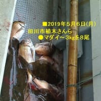 【大物釣果速報】ヒラマサ・マダイ・ヒラメ釣り５/１(水)～５/１０(金)