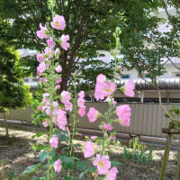 暑い夏が来ているータチアオイ