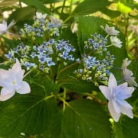 紫陽花