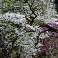 岩岳の花　シロヤシオとミツバツツジ　しばしのお別れ
