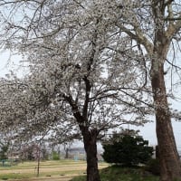 みちのくの桜2024ー６；ようざん桜の杜