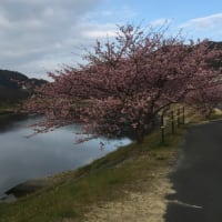 青野川今朝の桜