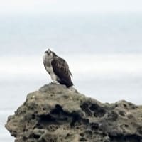 05/01探鳥記録写真：狩尾岬の鳥たち（ミサゴの飛翔、ウミウ、）