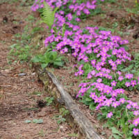 赤城自然園　足元の小さな花　Ⅰ　満開のシラネアオイ