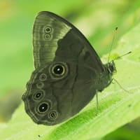 あじさいが咲き始めた六甲高山植物園にて（PartⅡ）