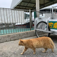 離島100巡り　39/100  相島（福岡県新宮町）
