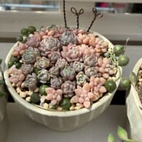 大きめリメ缶の贅沢寄せ植え　他 2025夏森 Zakkaの森作品紹介