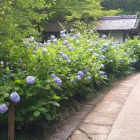 紫陽花の季節到来、明月院ブルーに鎌倉スパイスはいかが…