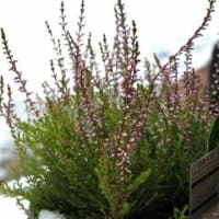 けけの近況報告。　　モンハン日誌その１