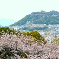 桜　岩滝神社　2024　2