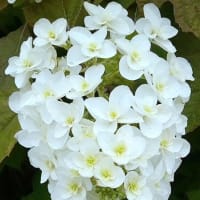 柏葉紫陽花