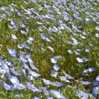 桜もまだ頑張て咲いてます