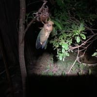 クマゼミの羽化を見るのは久しぶり〜！