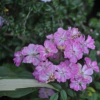 ５月の花～ヒネム・マユミ・ミニバラ
