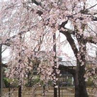 妙行寺のしだれ桜と庭園など