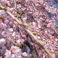 今年も「三春の滝桜」はキレイでした！