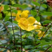 三景園　花まつり　1万株のアジサイを堪能しました　広島県三原市本郷町 広島空港隣地