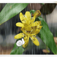 雨を降らせてみました