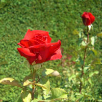 Rose de Mai