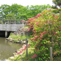 風薫る５月…庭や道端の花など