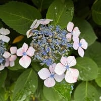 今朝の額紫陽花