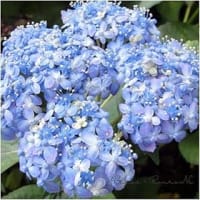 地元で発見されたアジサイの花が咲いた