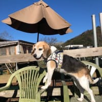 サリーちゃん安らかに