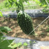 初ゴーヤです