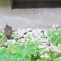 ヒヨドリの巣立ち