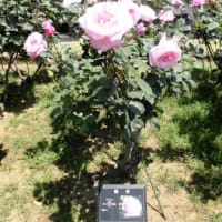 良いカメラがほしい。