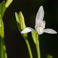 イブキジャコウソウ と 白い花の トキソウ