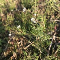 この時期に花盛りでビックリ！！