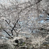 堀川沿いの桜2011 3