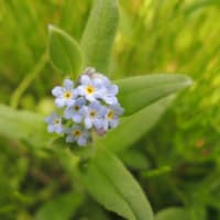 限りある青春のかわりない道端に～花びらが散ったあとの桜が～黒い瞳の少女‐First of May～若葉のころ～風‐アリス‐The Bee Gees