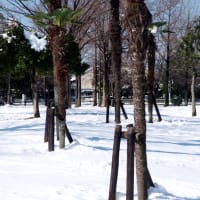 困った～雪が