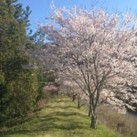 桜の小径