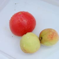 夏のトマト・・　水で冷やす