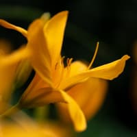 黄菅
