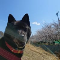 ﾜﾝ散歩ｺｰｽ 桜