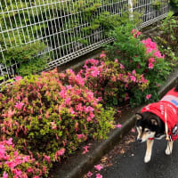 黒柴まりの散歩　5月30日編　gooブログ終了