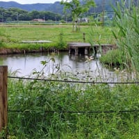 雨降りのビオトープです
