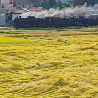 穂波に蒸機タンデム