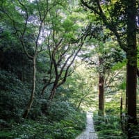 白露の候【瑞泉寺】芙蓉は元気よく、タマアジサイがキレイでした