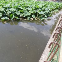 カルガモのヒナ 自力で脱出できない池　　ヒシの駆除