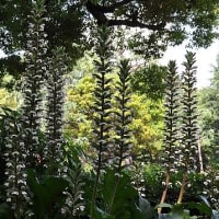 ハアザミ（葉薊）