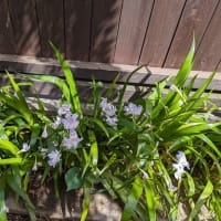 藤の花