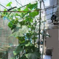 早々の植え替え作業
